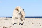 GOLDEN RETRIEVER 467